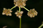 Mosquito bulrush